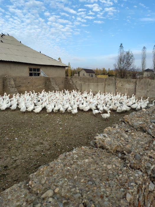 Қаздар сатылады.