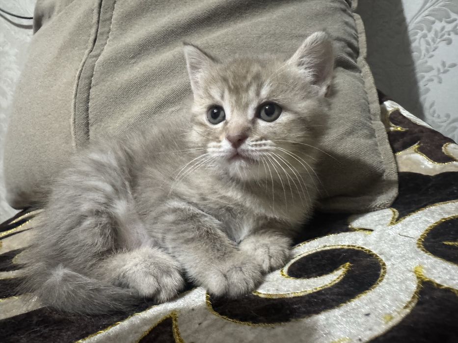 Шотланский котенок страйт девочка беж