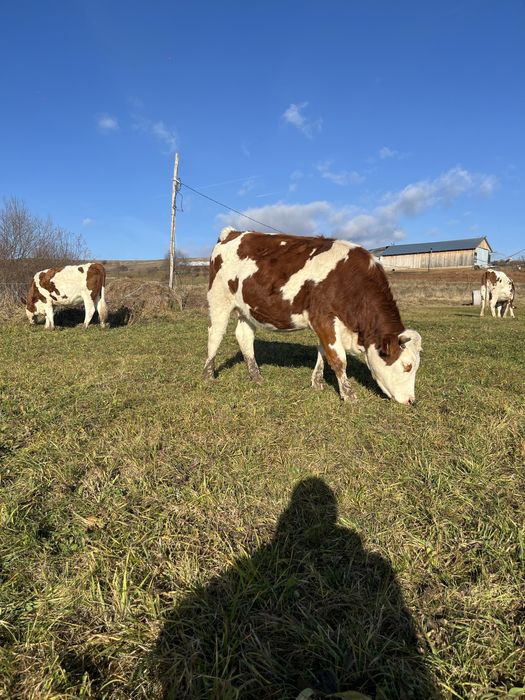 Vand 3 junici gestante