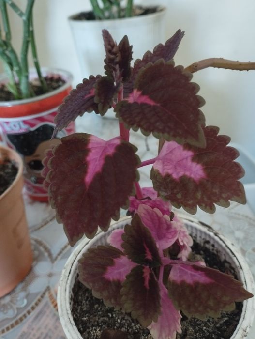 Цветы разные молодые укоренённые