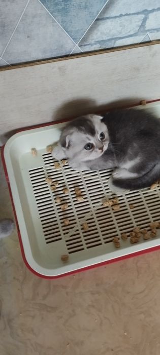 Котята шотландцы