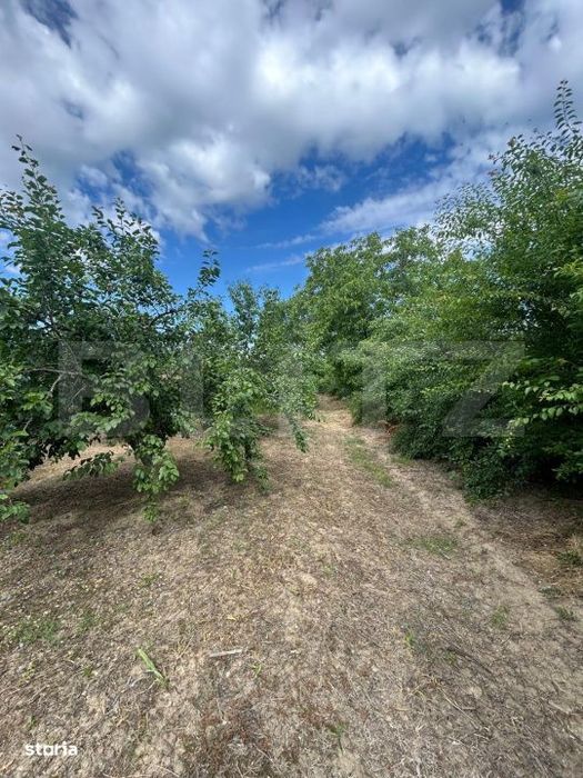 Teren | Crangurile De Jos | 6796 Mp | Intravilan |