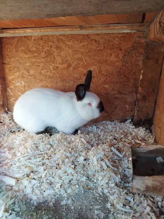 Pereche californian de vânzare