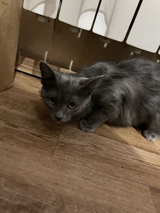 Отдам кошку мышеловка