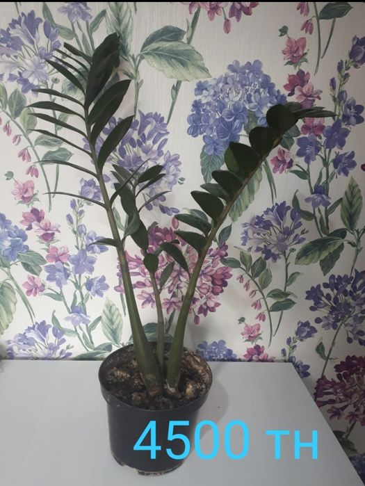 Продам домашние цветы