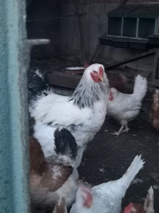 Колумбийска брама