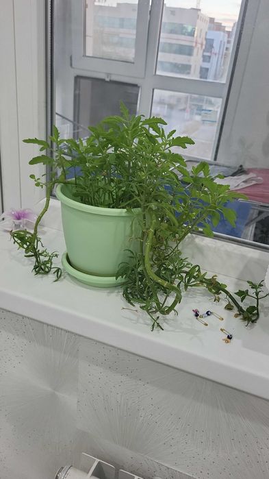 Комнатные растения