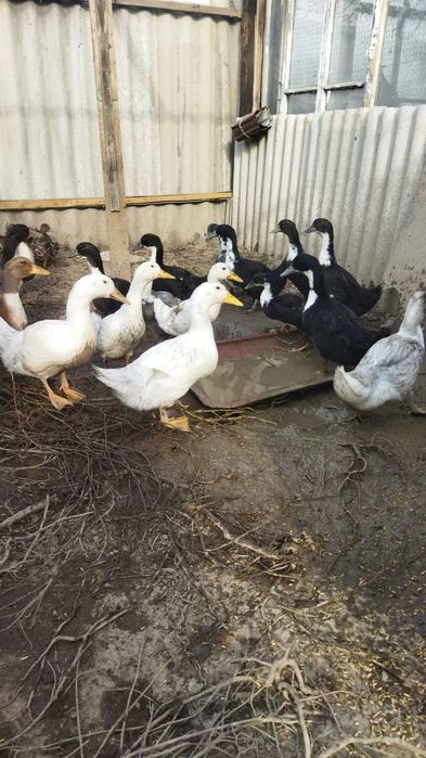 Уток продам! Домашних