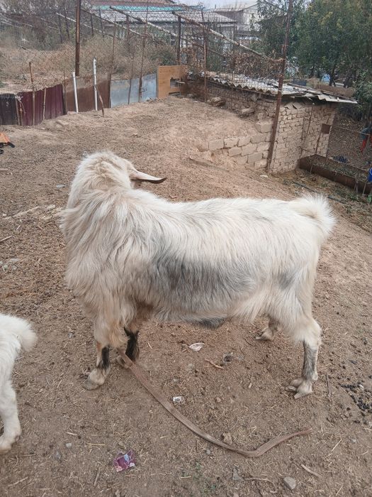Продаётся племенной  козёл