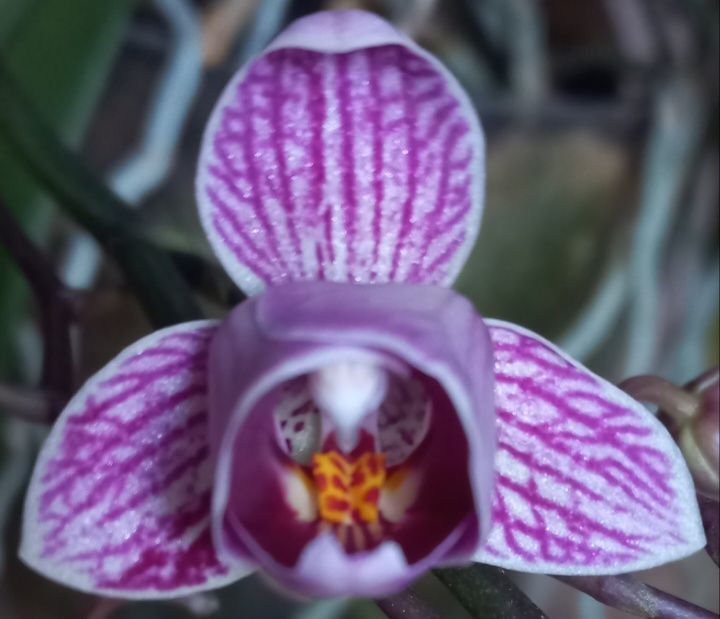 Орхидеи фаленопсис Black eye, Sogo Vivien, Bambula