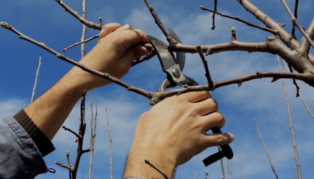 Мевалий дарахларни кесиб  шакил  бериш . Обрезка  дерево