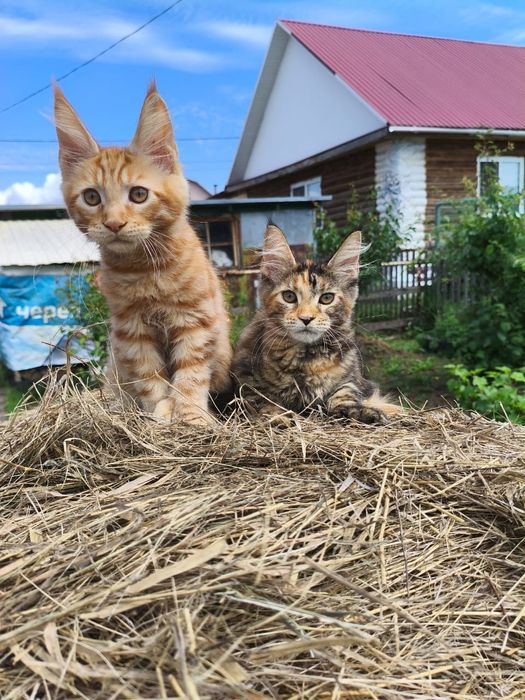Продам котят мейн-куна, полидакты