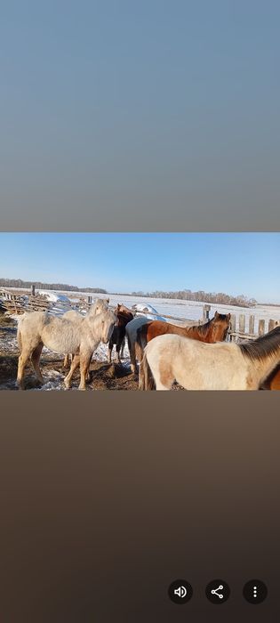Жабагылар сатам оптом
