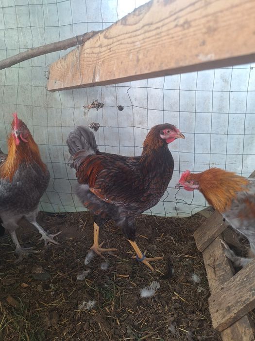 Cocosi  wyandotte  Marans  Araucana Crem legbar