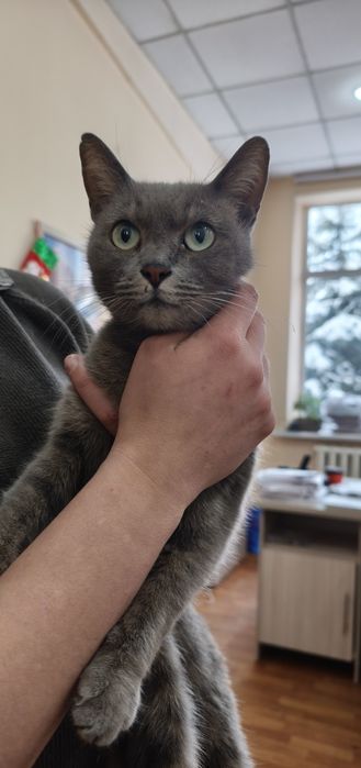 Отдам кошку в добрые руки