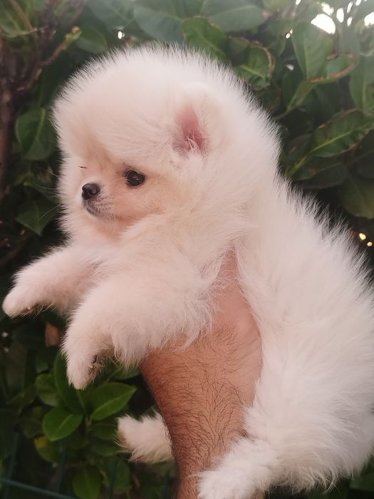Женско померанче