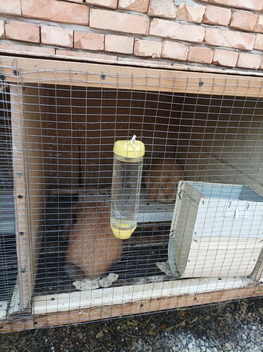 Karlik Baran Quyonlar sotiladi