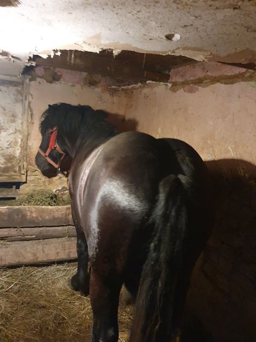 Vând mînz din linia miutescu