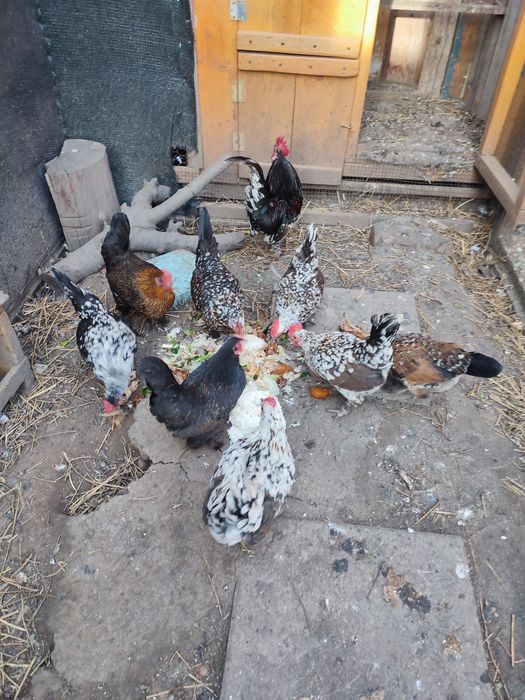 Ouă găini pitice de mâncat sau incubat clocit