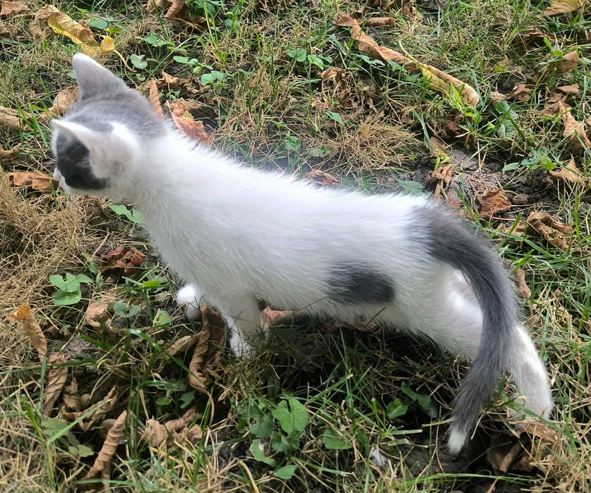 Pui de pisică pentru adopție