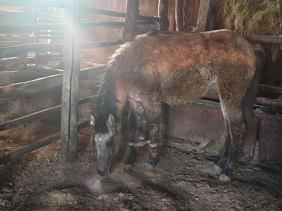 Ұрғашы тай на соғым