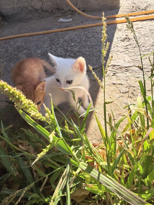 Марғаулар, котята 1 айлық