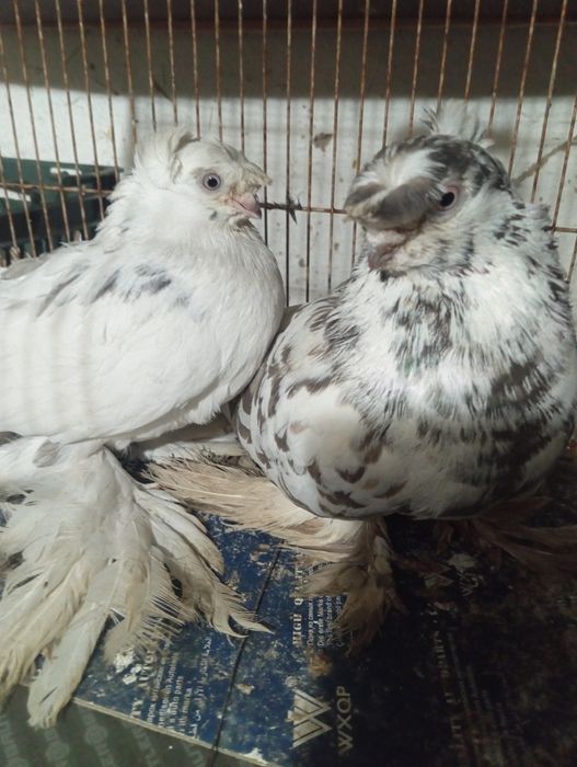 Продоёться пара голубей