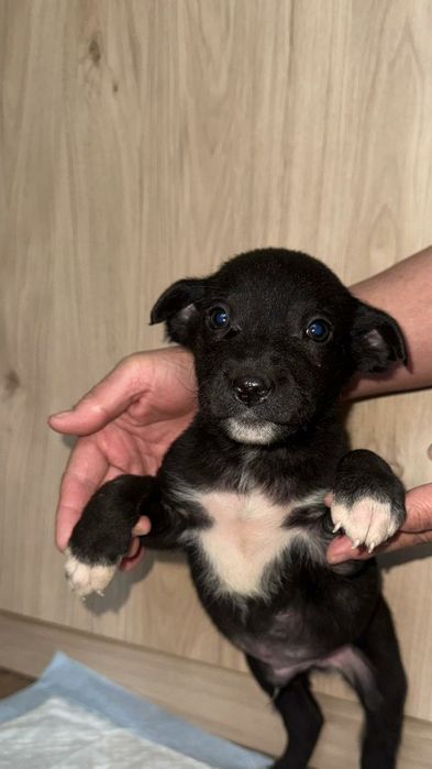 Щенок Срочно ищет дом