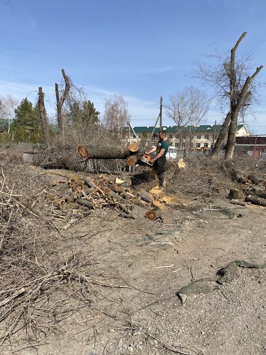 Спил с руб деревьев