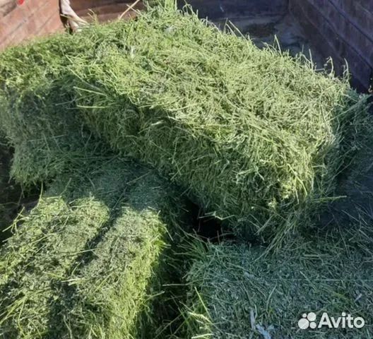 Люцерна сено в Тюках