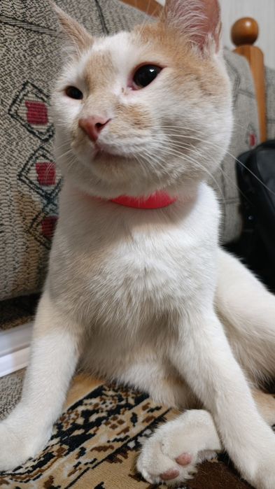 Потерялся  котик