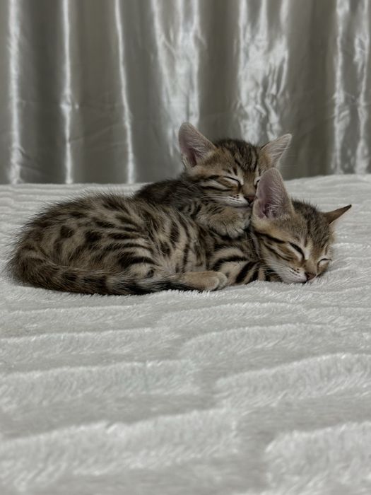 Милые бенгалки ищут родителей!