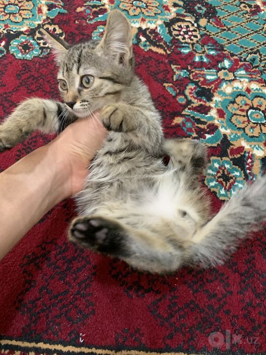 Sovg’a Erkak Mushuk