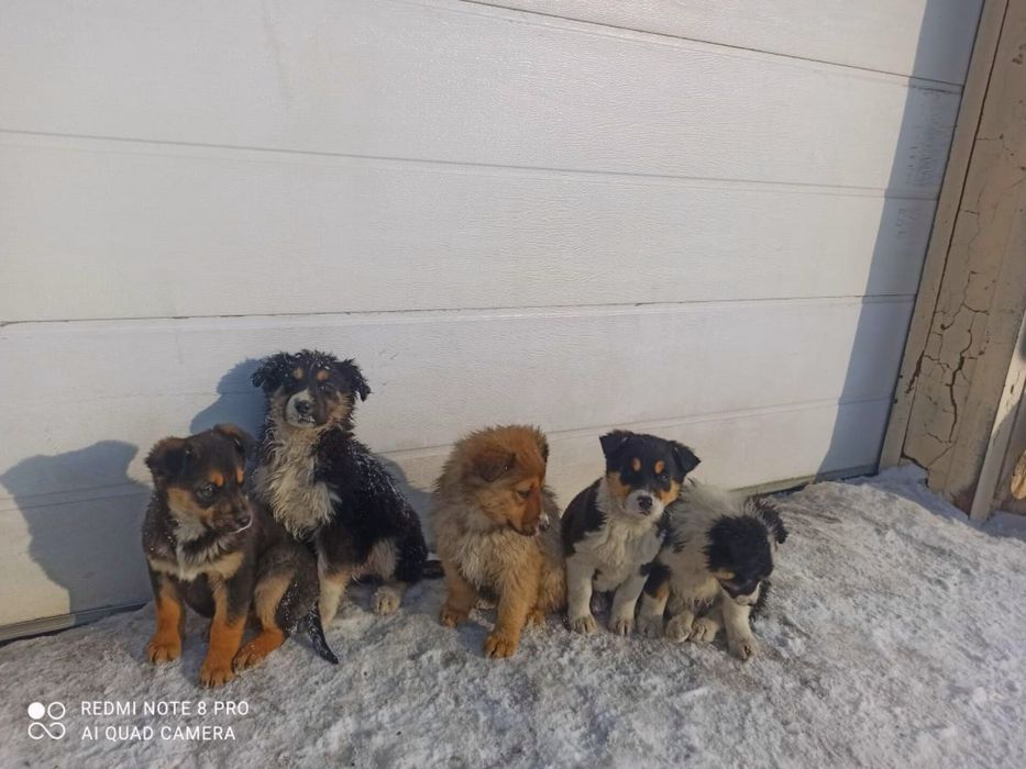 Щенята собака в добрые руки