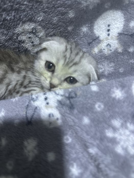 Продам породистых котят