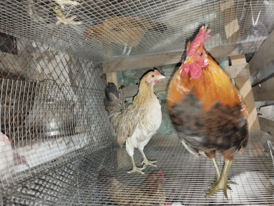 Бентамки парами на продажу!