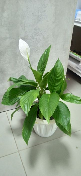 Продам комнатные цветы