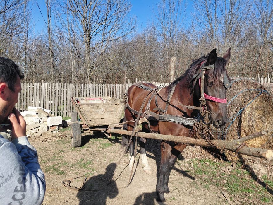 Vând cal tânăr su cuminte