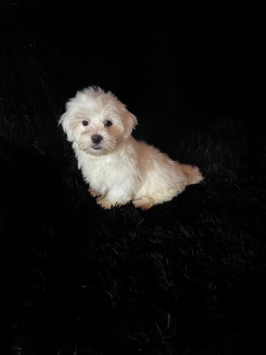 Bichon maltez baiat