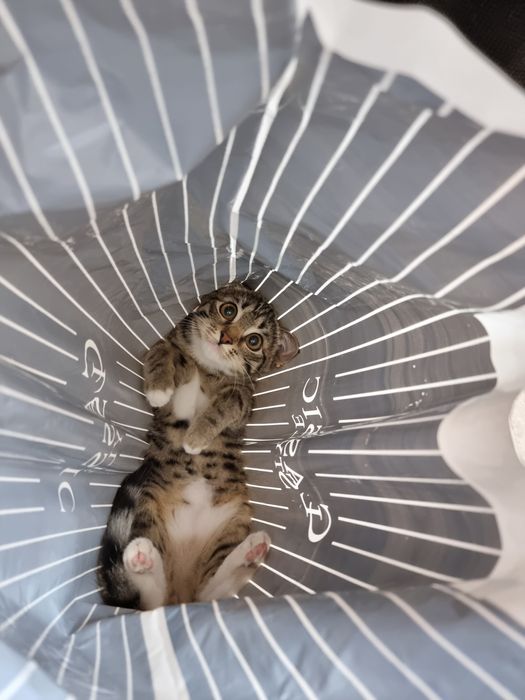 Отдам кошку в хорошие руки