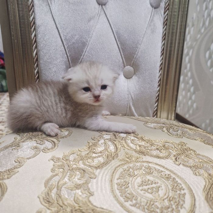 Sotiladi soglom Scottish fold