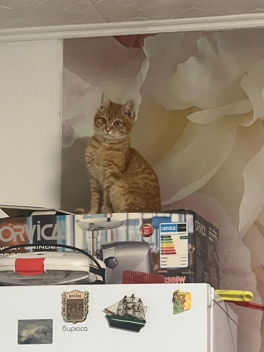 Котенок мальчик 5 мес