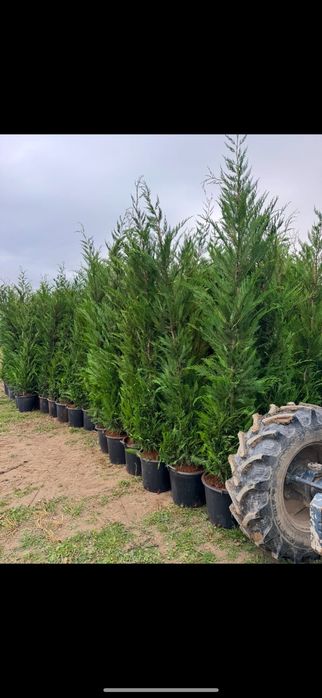 Platan acerfolia  catalpa globular