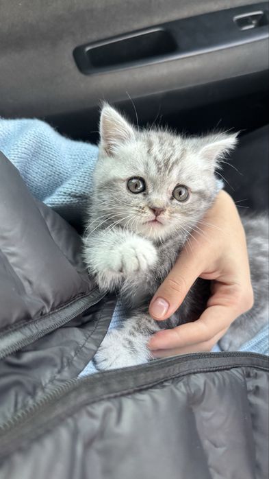 кошка скоттиш страйт