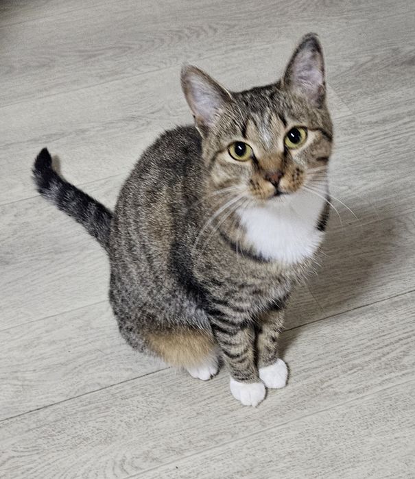 Отдам кошку в ответственные руки