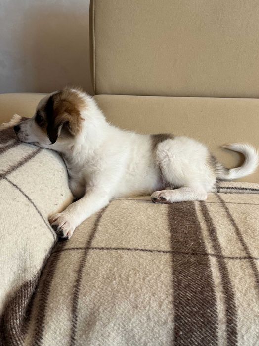 Две бездомни братче и сестриче кученца търсят дом