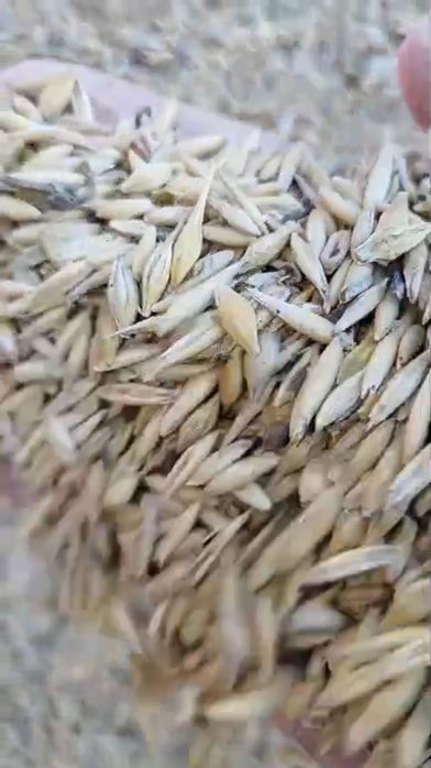 Продам зерносмесь, состав: ячмень,горох,овес,пшеница 150 км от Кокшета