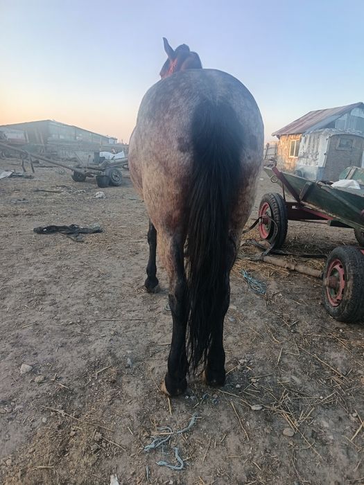 Vând o iapă de 6 ani cuminte curată merge cum vrei probezi la fața loc