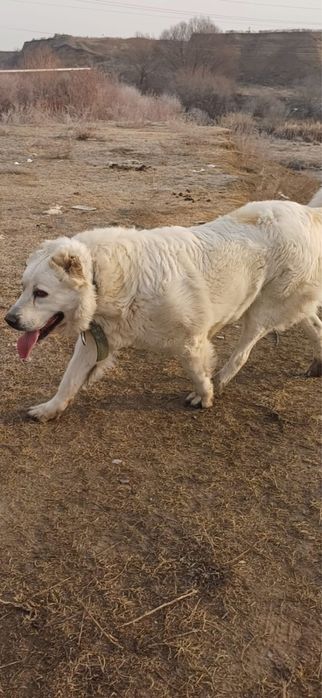 Собаки продается