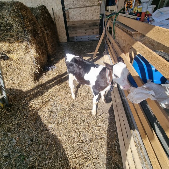 Vitica 7 săptămâni ( sau schimb cu vitel , tauras )